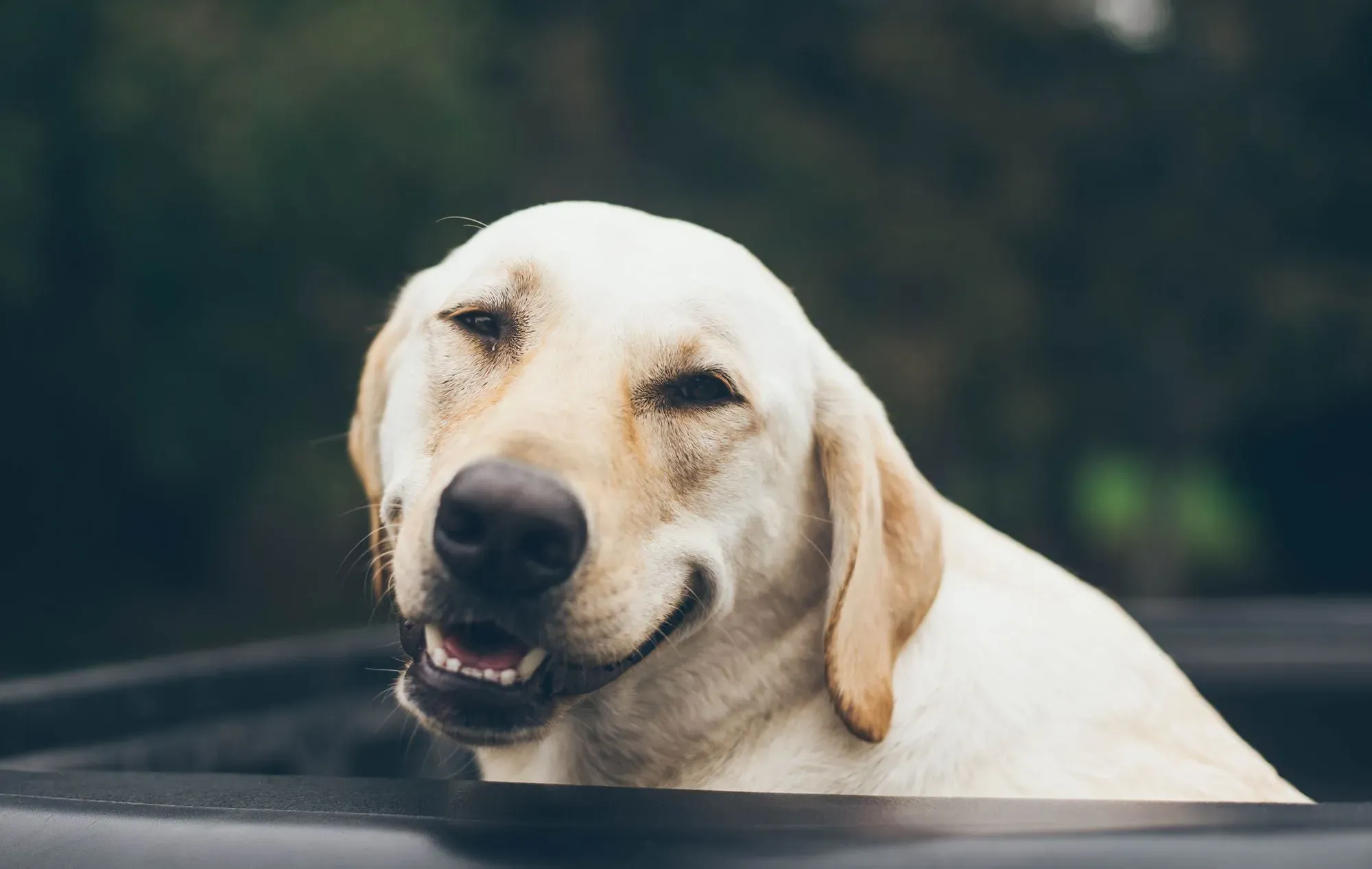 Why do dogs smile? The answer is more interesting than you might think.
