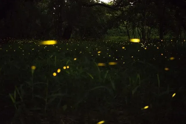Why do fireflies glow? A chemical called luciferin is regarded to be responsible for the light-producing ability of a firefly.