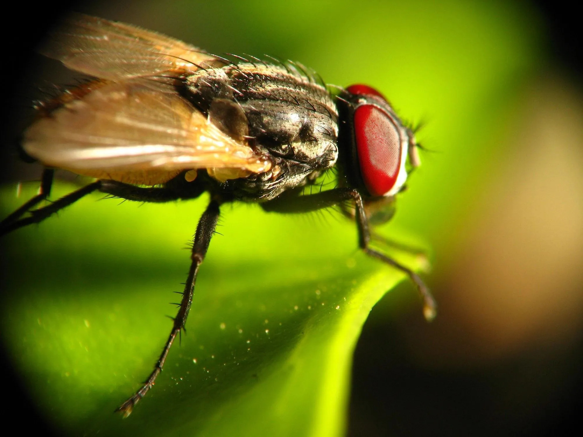 Why Do Flies Land On Me? How Do I Get Rid Of Them? | Kidadl