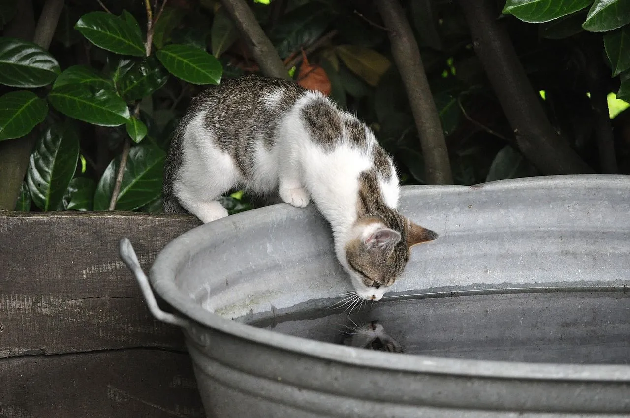 How Long Can Cats Go Without Water? A Cat&039s Water Intake Revealed! | Kidadl