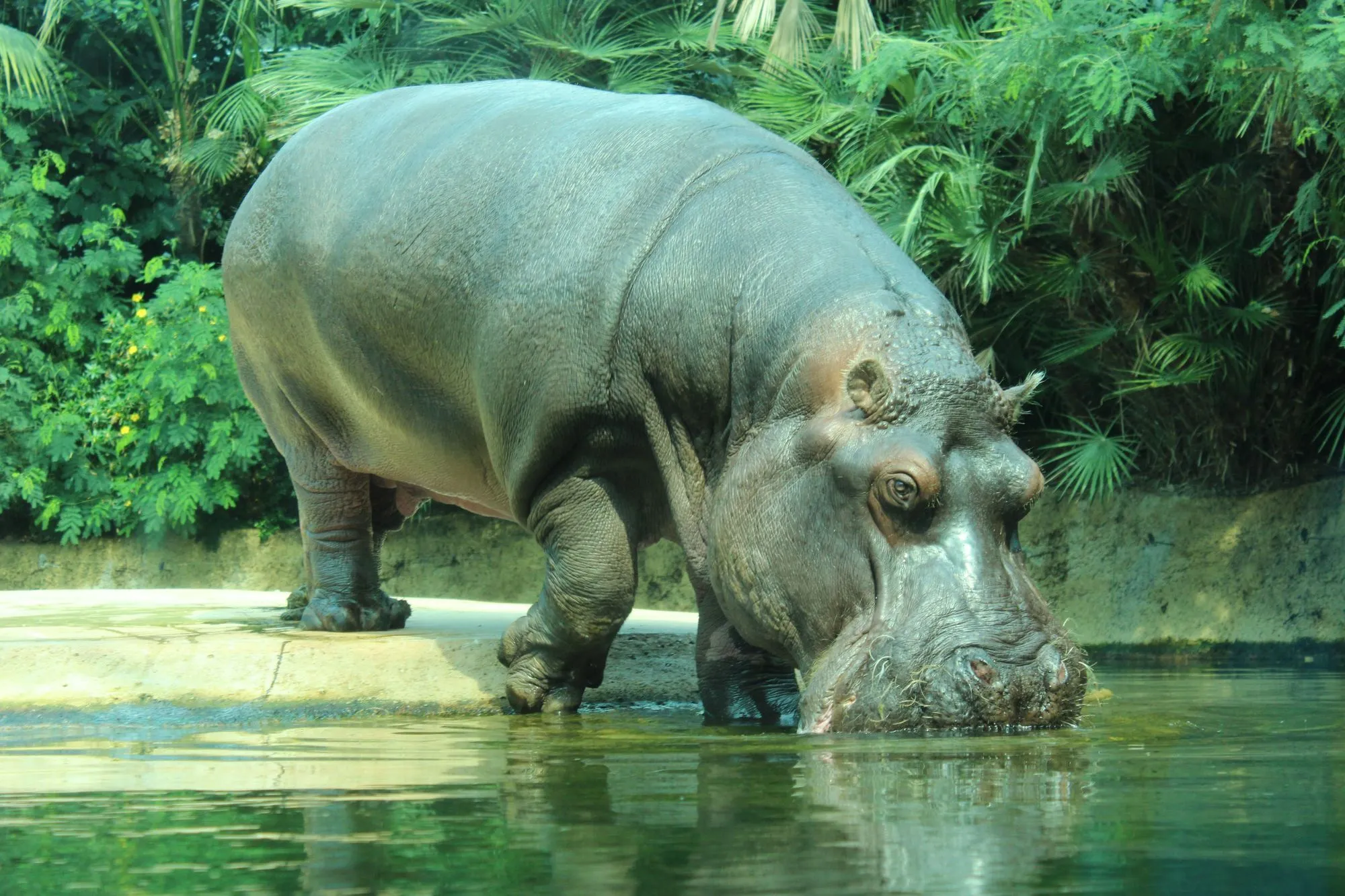 Hippos have a huge mouth with huge incisors in each jaw.