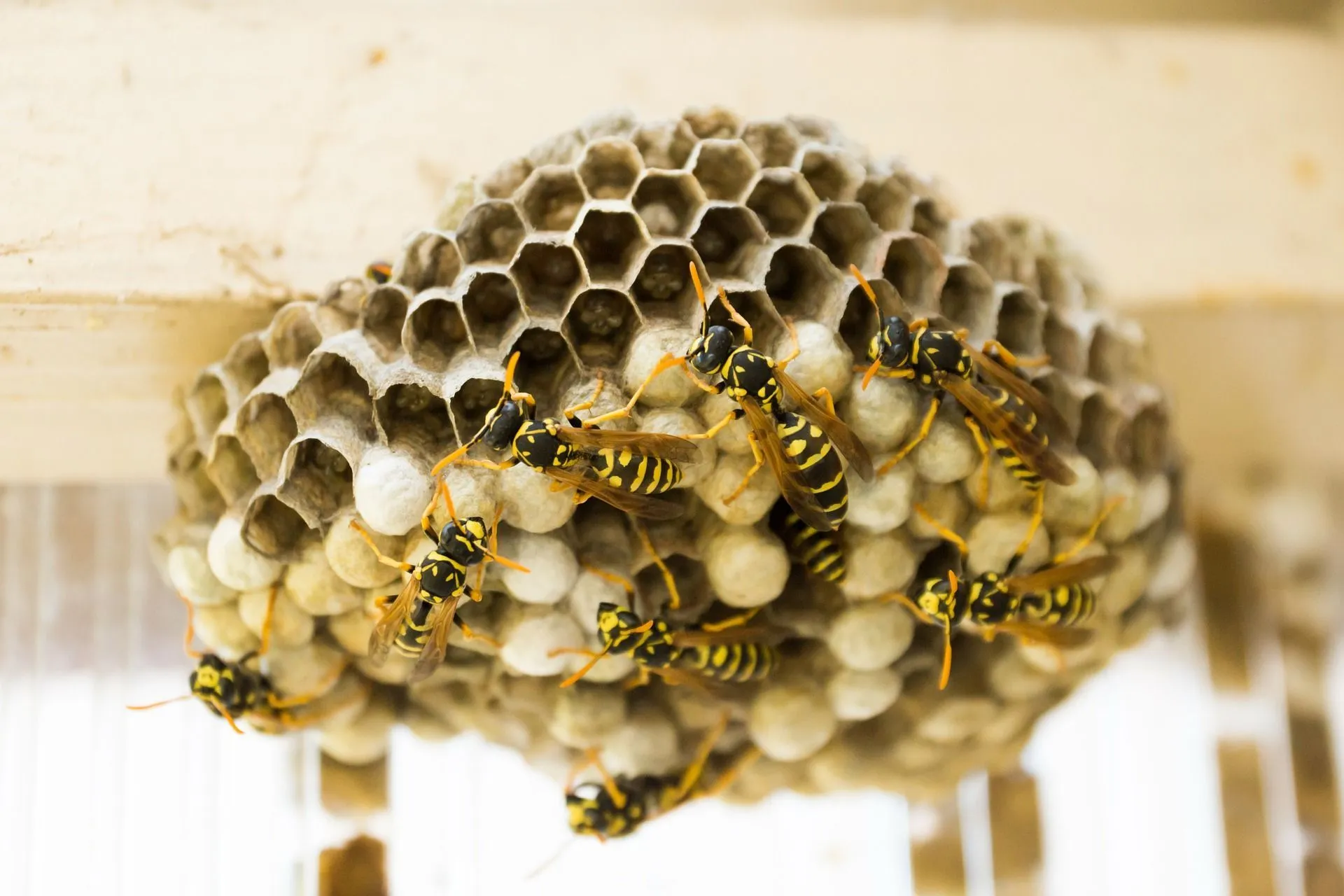 Do Wasps Die After They Sting You? All You Need To Know On Wasp Stings! | Kidadl