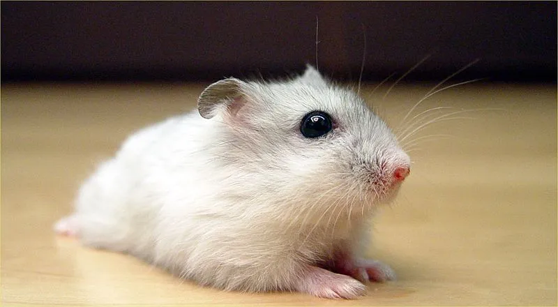 baby winter white hamster