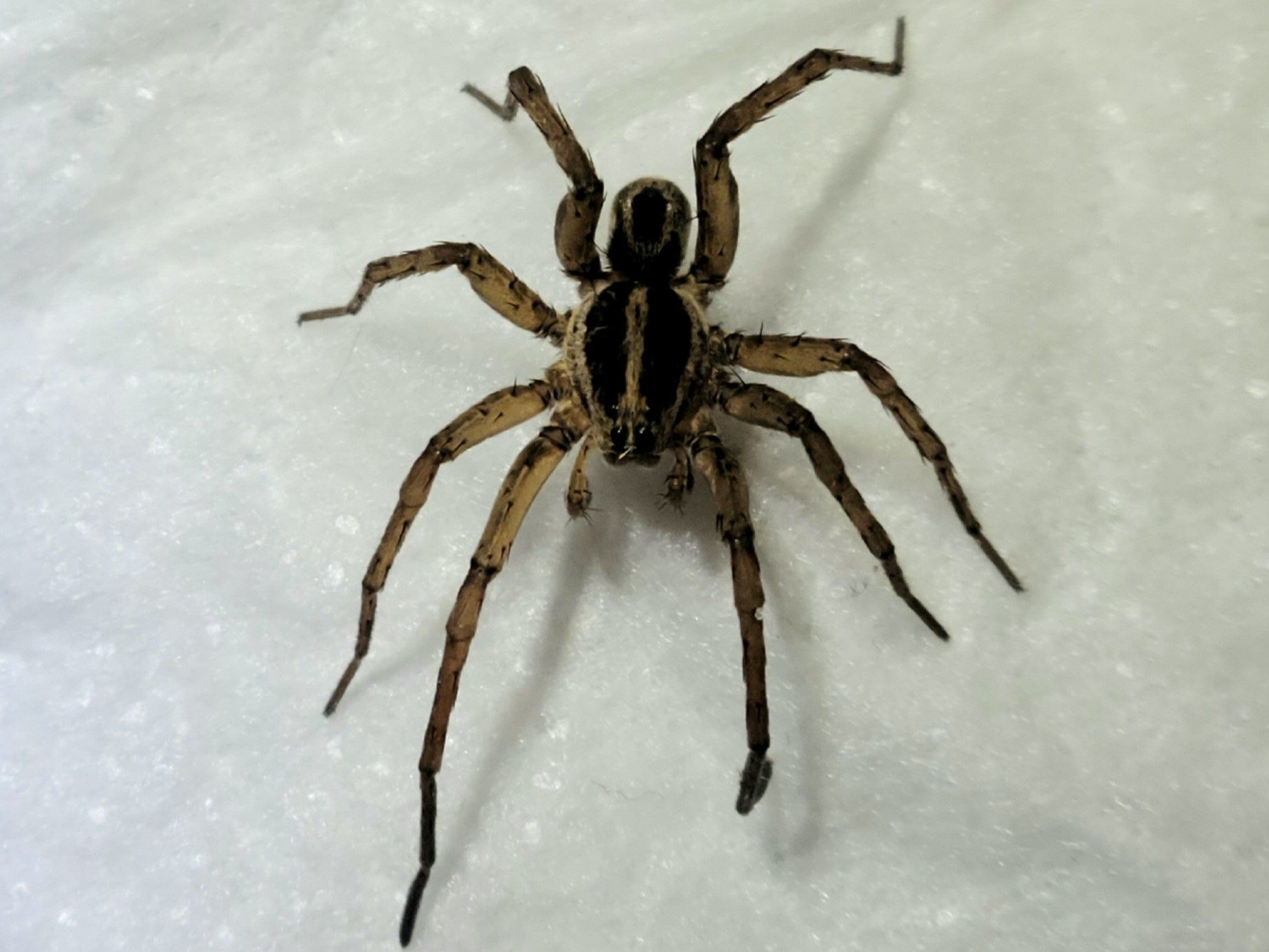 Rabid Wolf Spider Facts | Kidadl