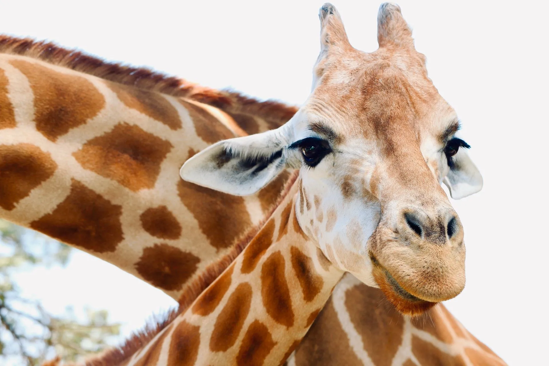 World Giraffe Day Kidadl