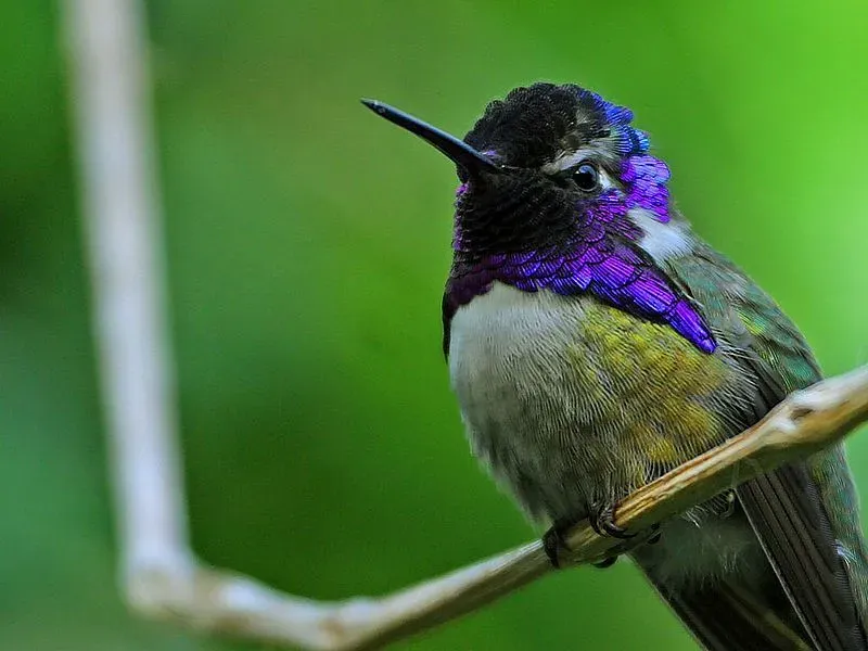 Xantus's hummingbirds live for three to five years!