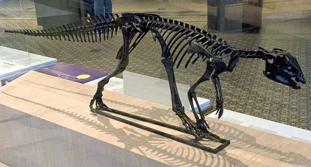 The Yandusaurus dinosaur was a bipedal ornithopod dinosaur and would have had large eyes.