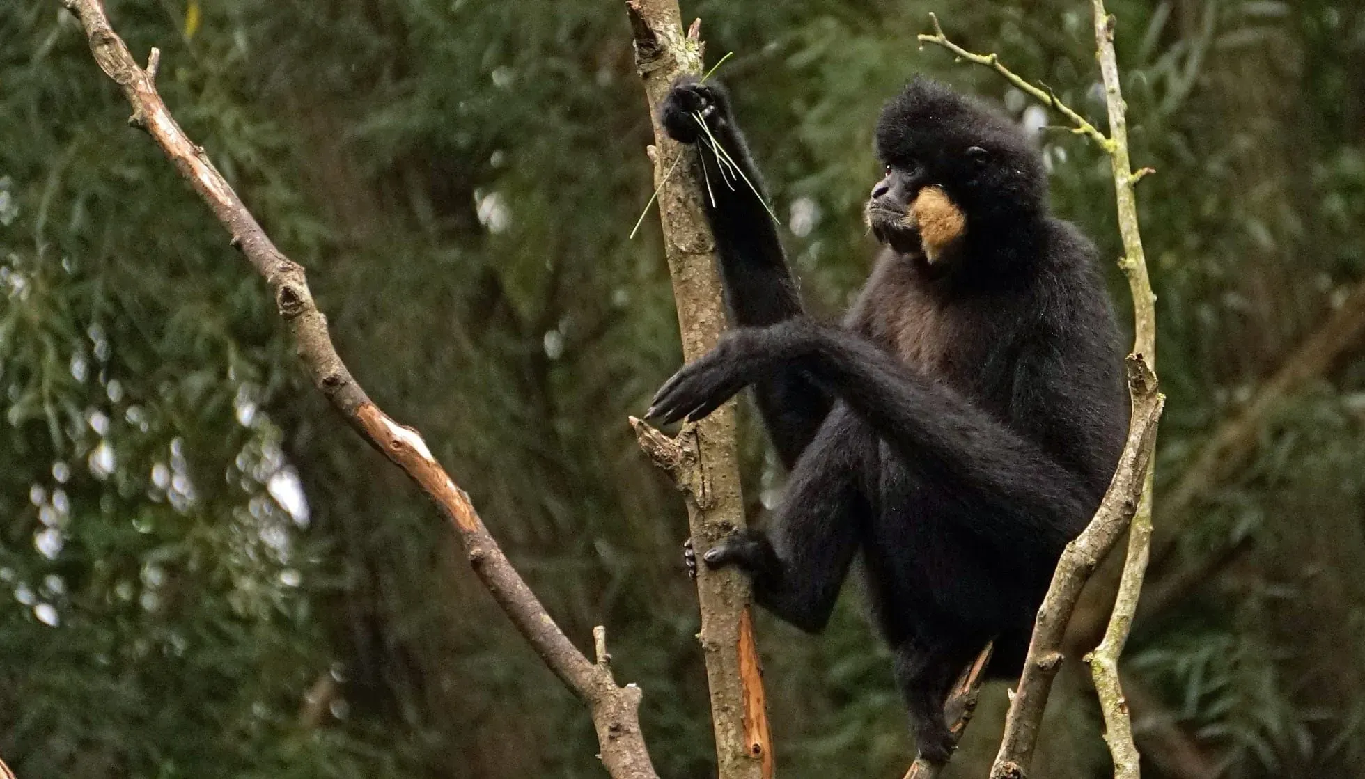 Male Yellow-cheeked Gibbon sitting on a tree
