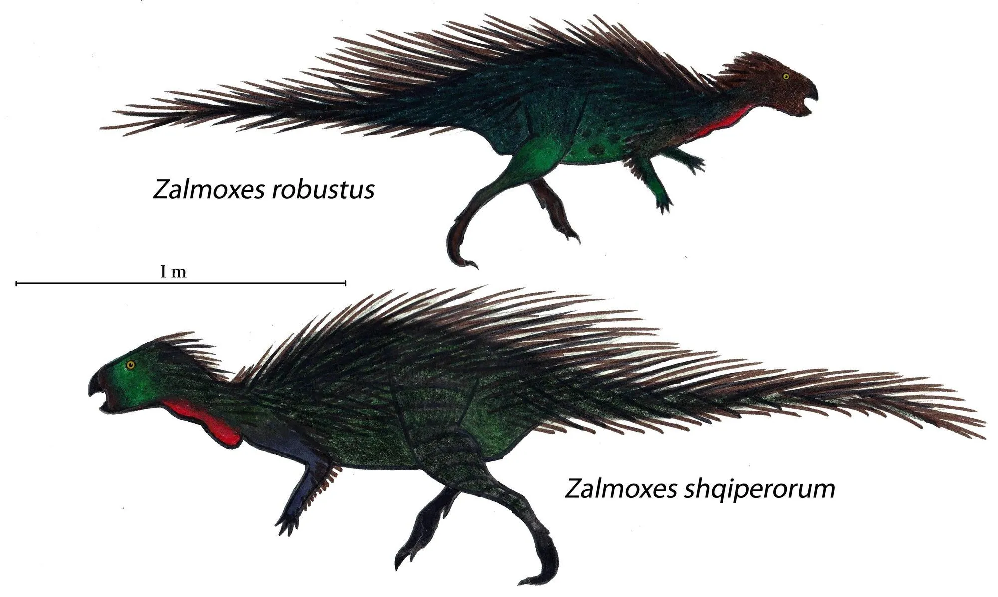 Zalmoxes dinosaur species were extremely interesting.