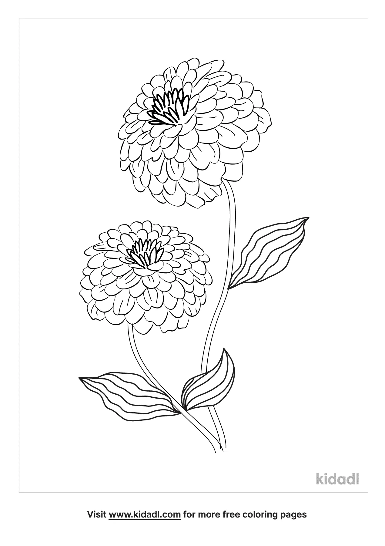 Zinnia Coloring Pages   Free Flowers Coloring Pages   Kidadl