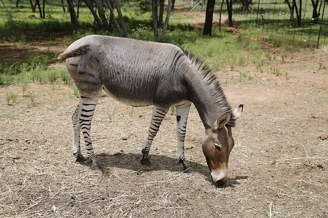 The zonkeys are conventional equids, which are grazing animals that can also browse if the conditions are perfect.