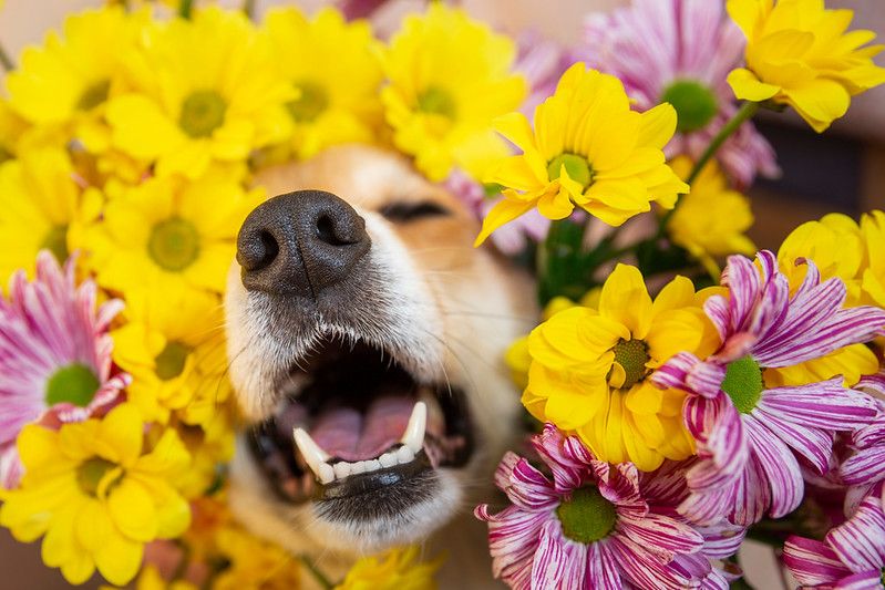 are lilacs poisonous to dogs