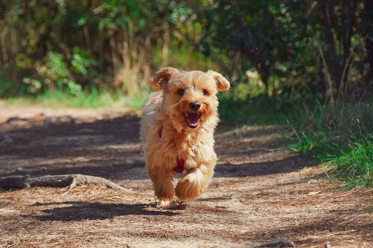 yorkie shedding how much do yorkshire terriers shed