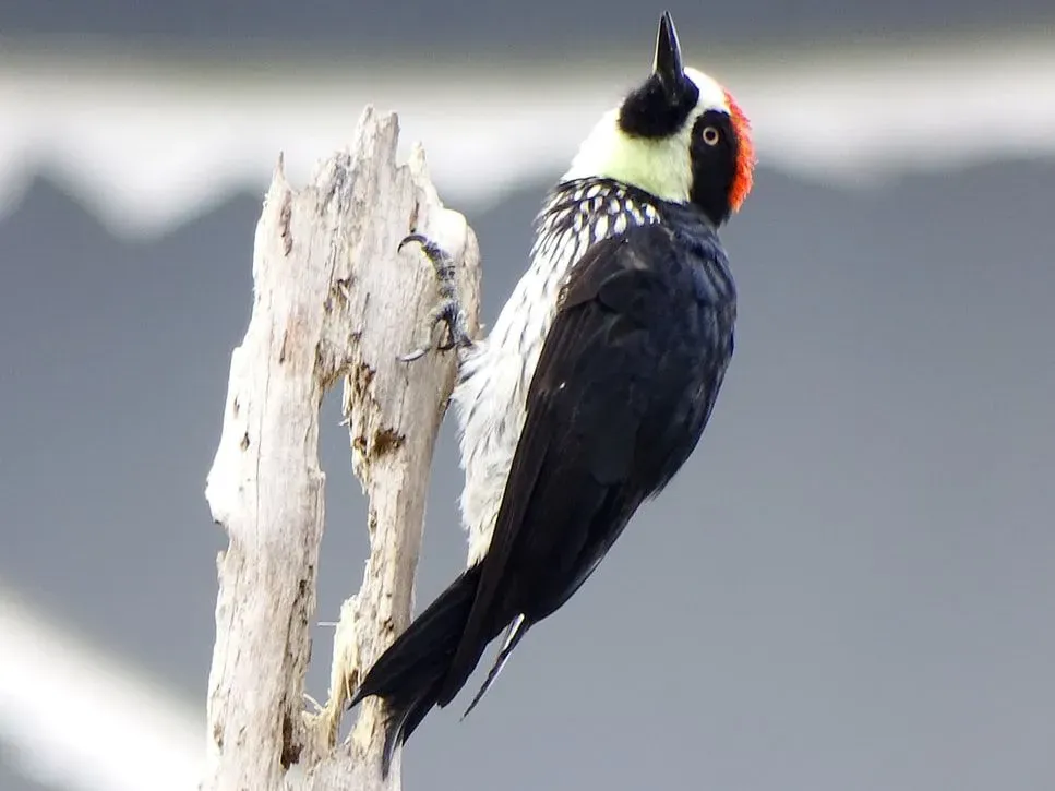 Facts about an acorn woodpecker are interesting.
