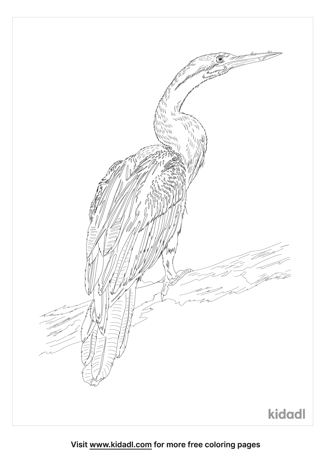 African Darter Coloring Page