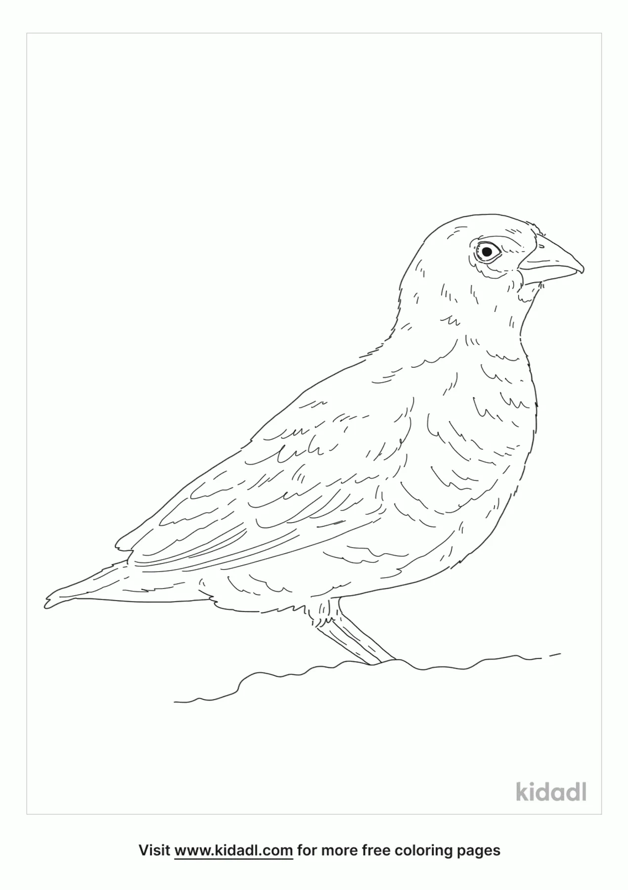 African Quailfinch Coloring Page