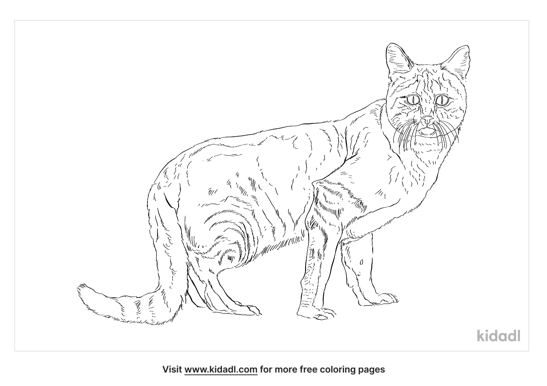 wild cats coloring pages