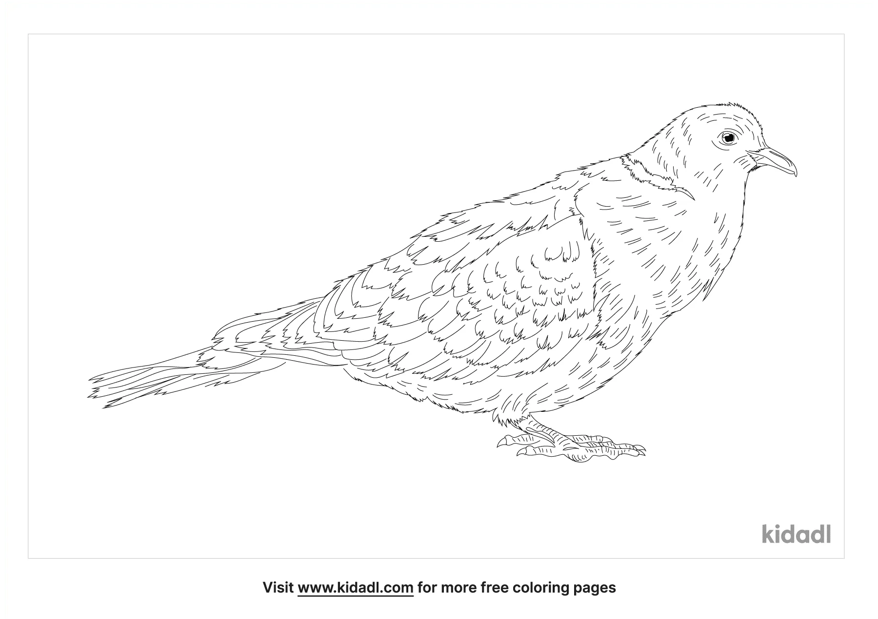 African Collared Dove Coloring Page