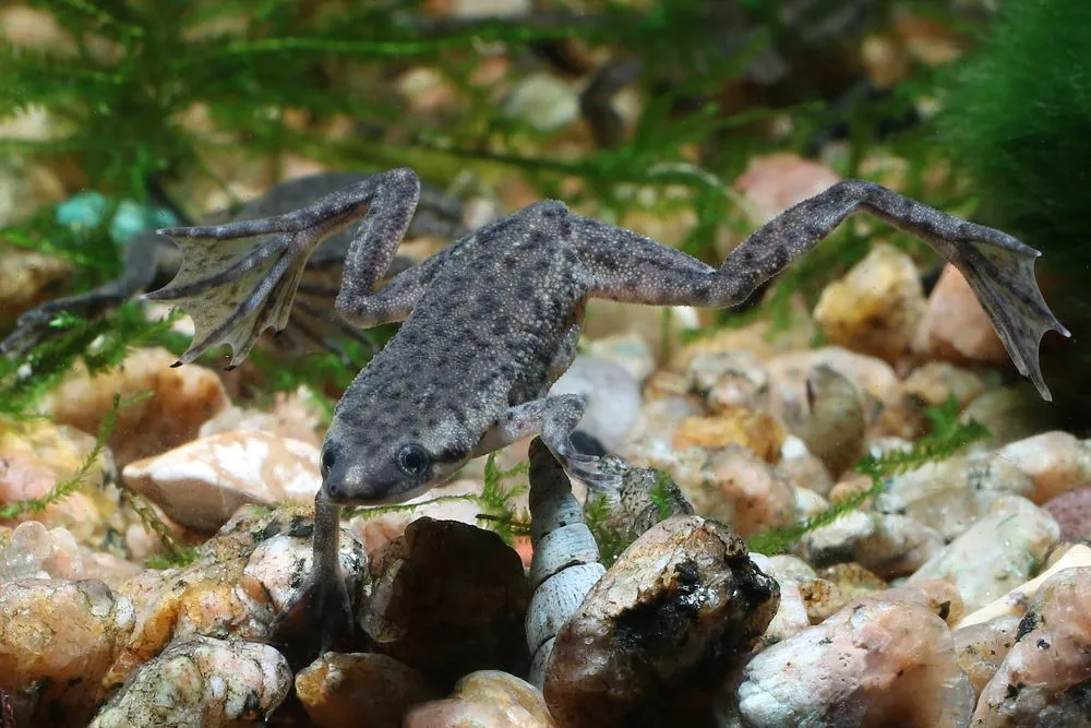 What is the average African dwarf frog lifespan? Read to learn more!