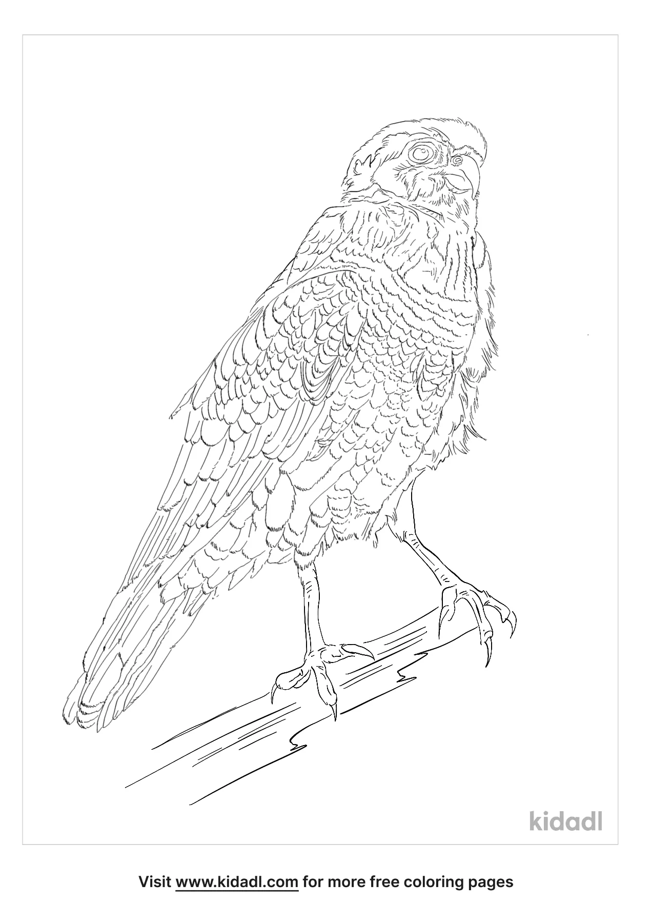 African Goshawk Coloring Page