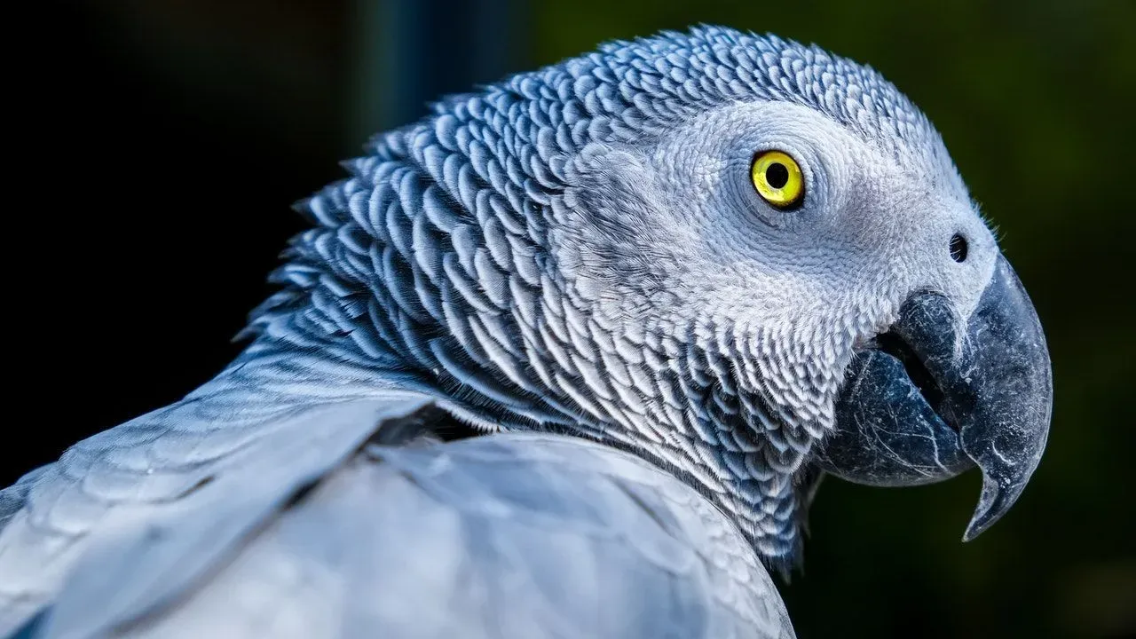 Read these amazing facts on the African grey lifespan.