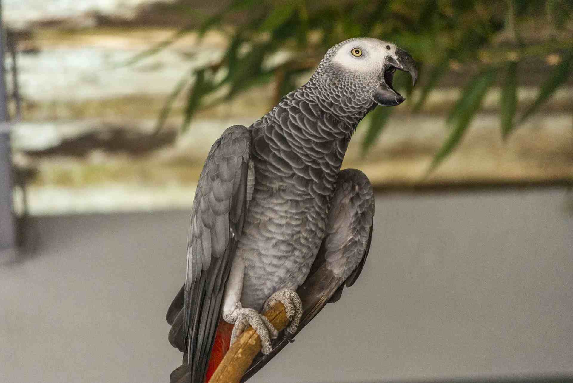 african grey parrot found in Gabon country