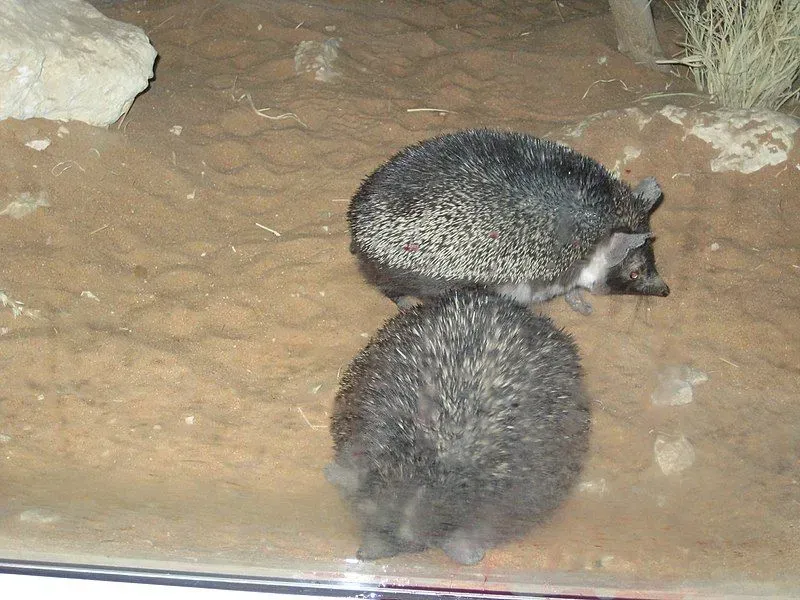 African pygmy hedgehogs are known for being nocturnal.