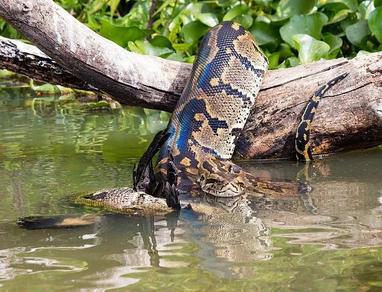 African rock python in africa facts