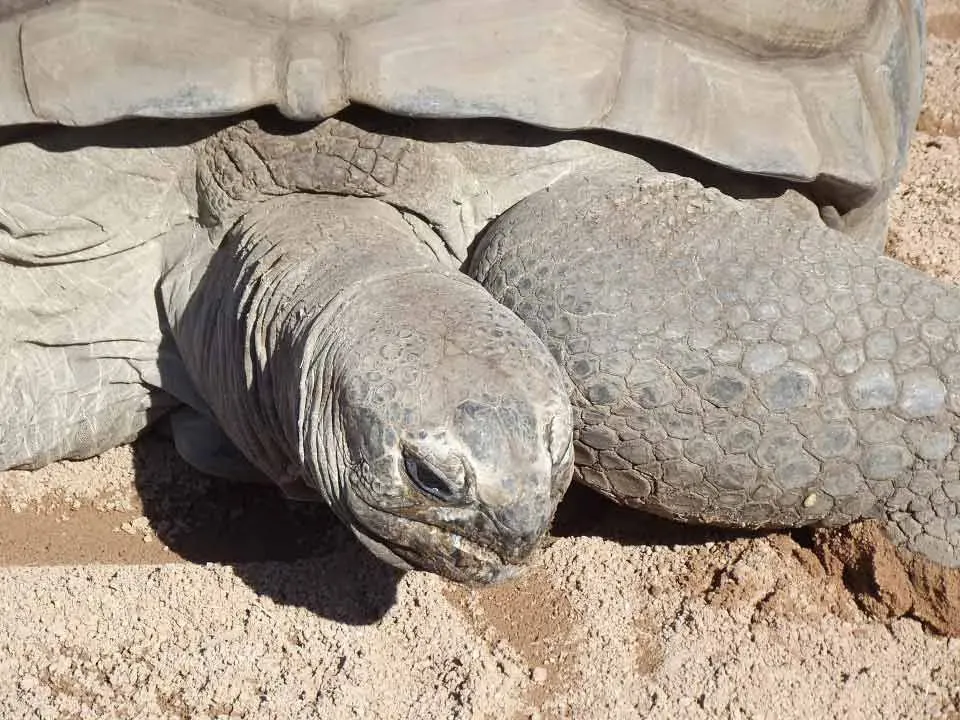 Find unique Aldabra giant tortoise facts as they are very large.
