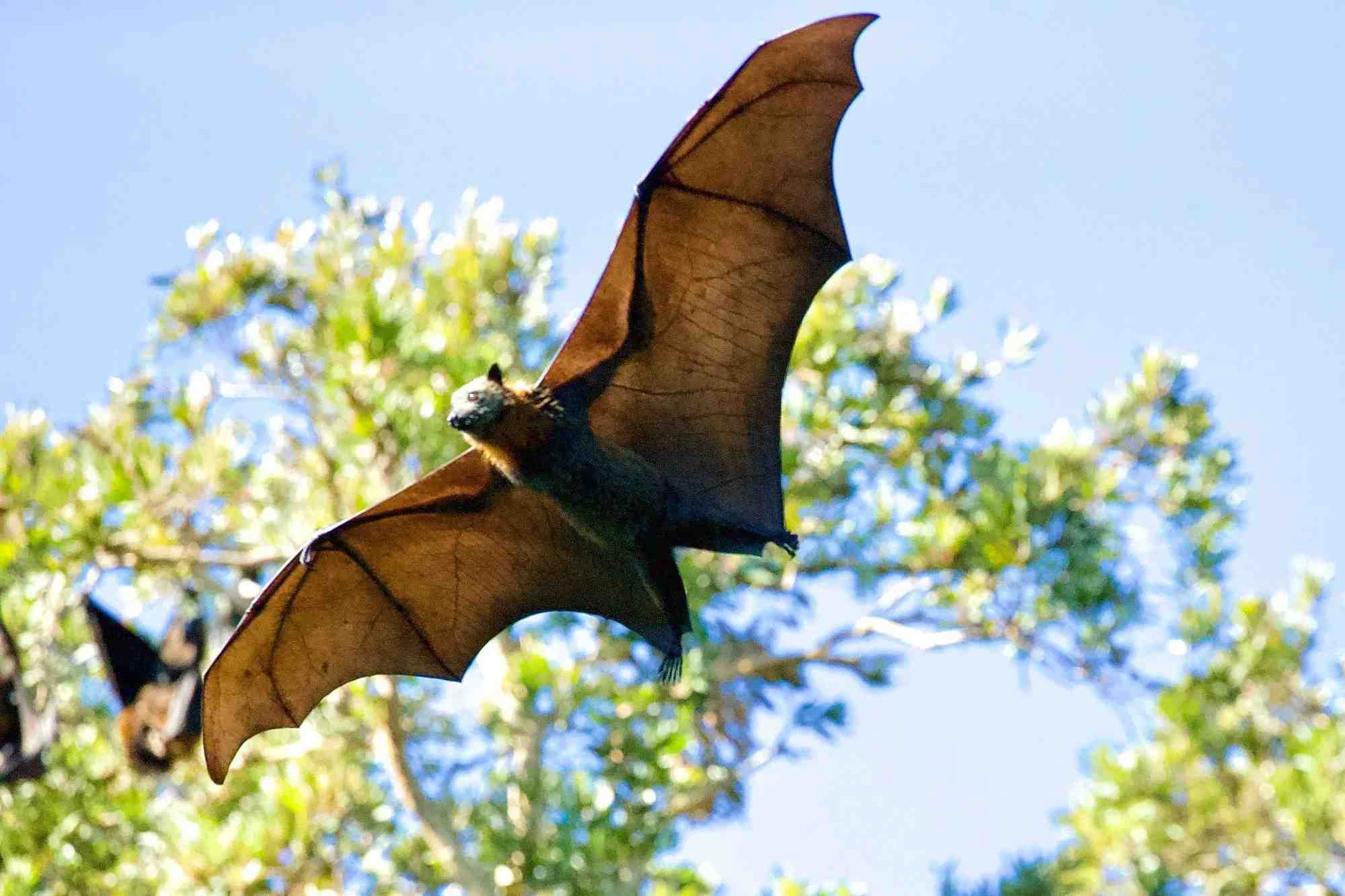 Amaze-wing Animals That Fly: Wildlife Facts To Make You Soar | Kidadl