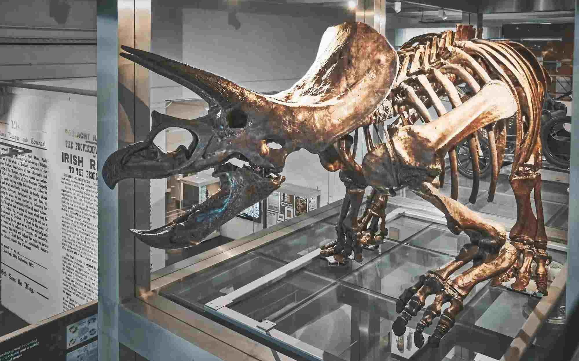 Interesting facts about the skeleton of a Triceratops.