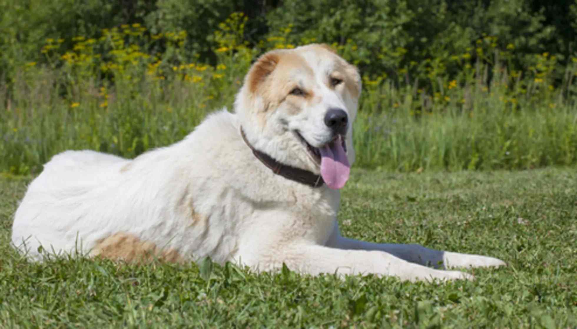 are central asian shepherds intelligent