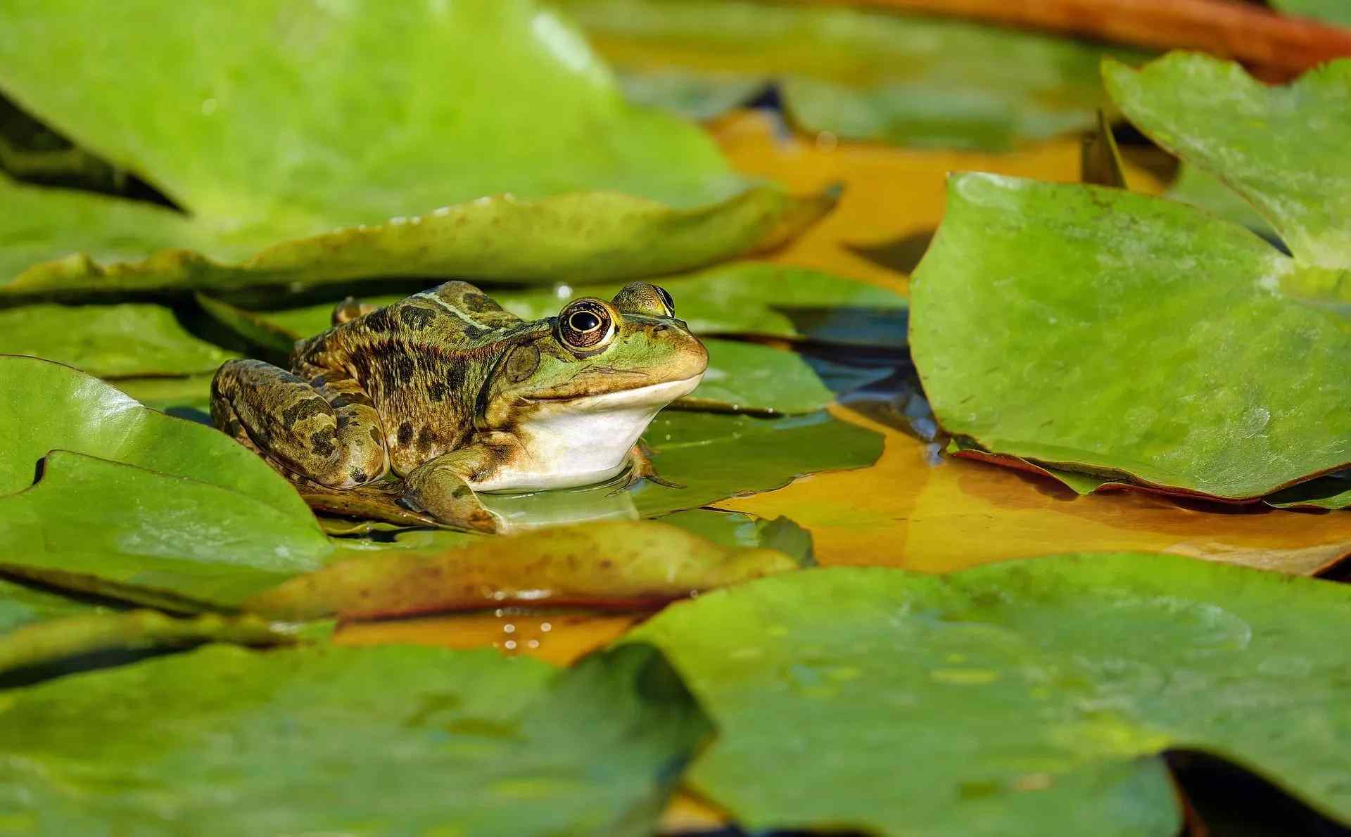 read if frogs can live completely underwater