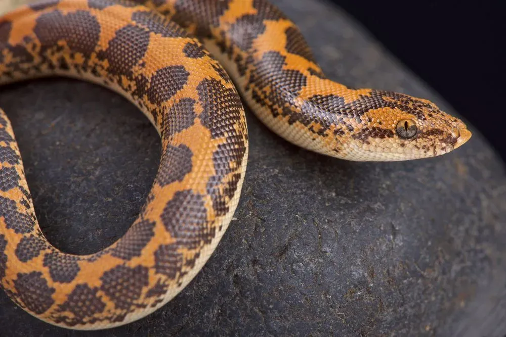 These Sand Boa facts reflect everything about their appearance and habitat.