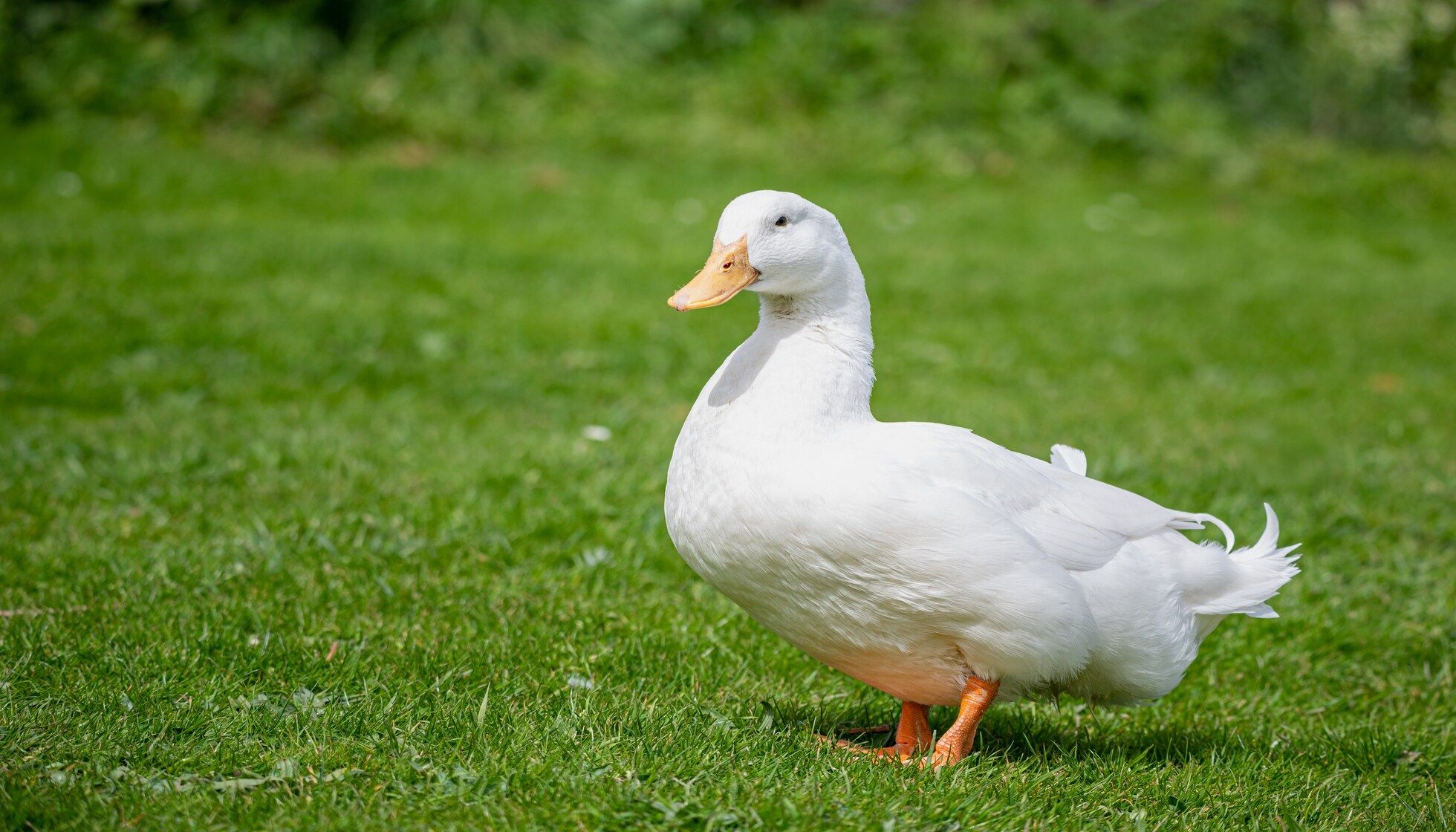 Farmyard Facts Explained How Long Do Pekin Ducks Live? Kidadl