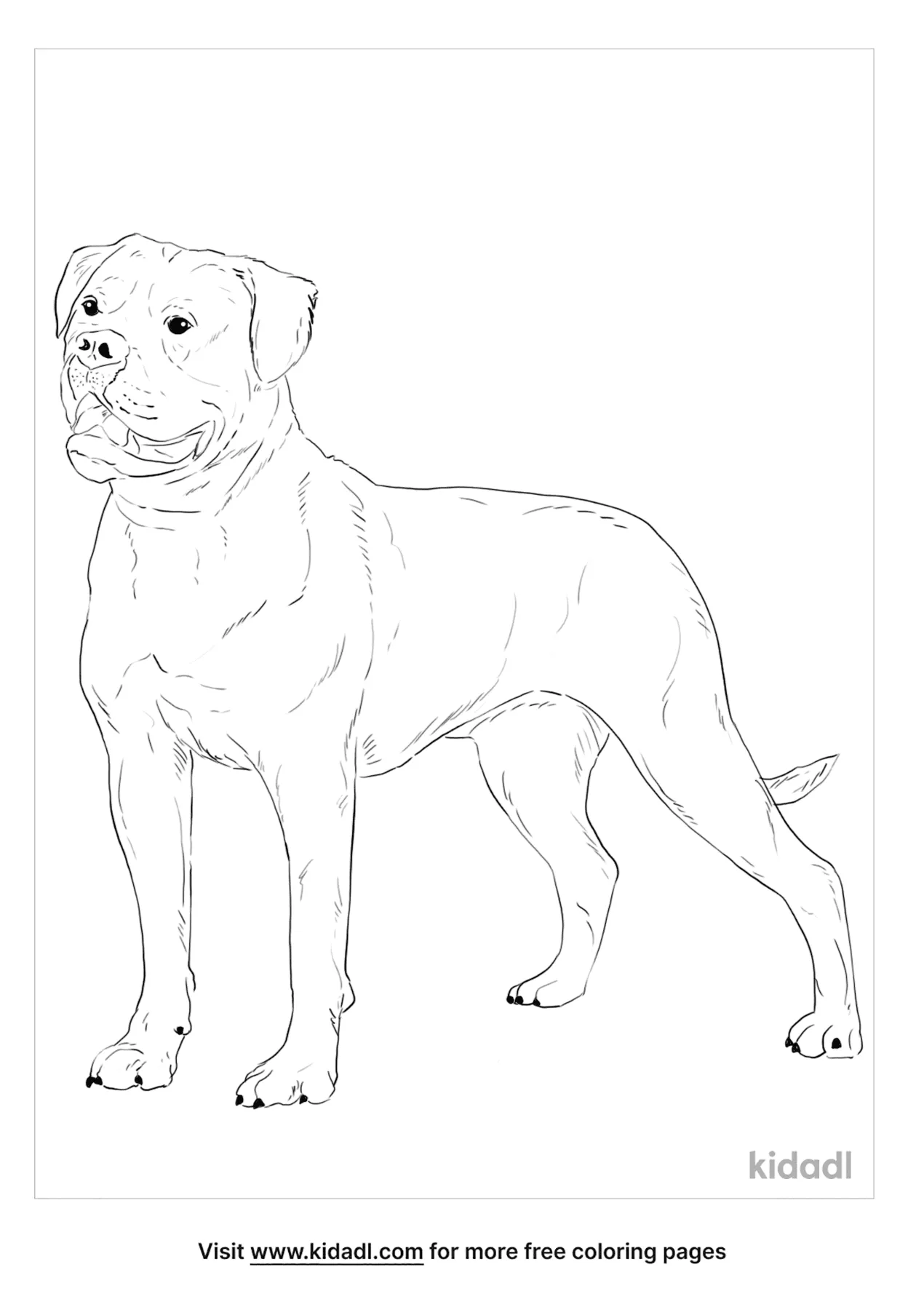 bulldong coloring pages