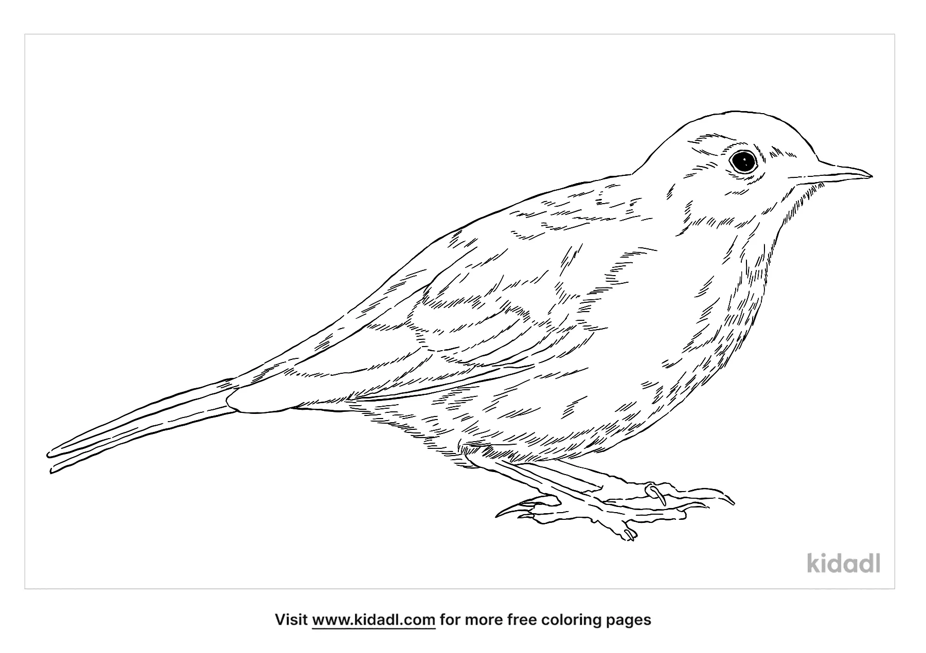 Free American Pipit Coloring Page | Coloring Page Printables | Kidadl