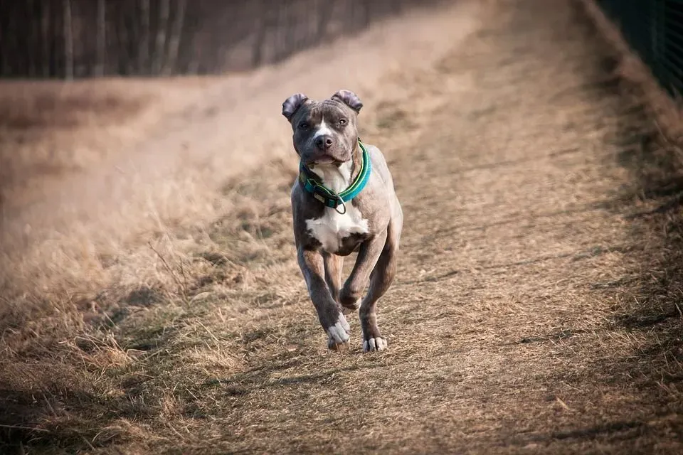 American Staffordshire Terrier facts are enlightening for getting dogs.