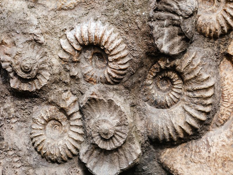 Closeup of many ammonite prehistoric fossil on the surface of the stone