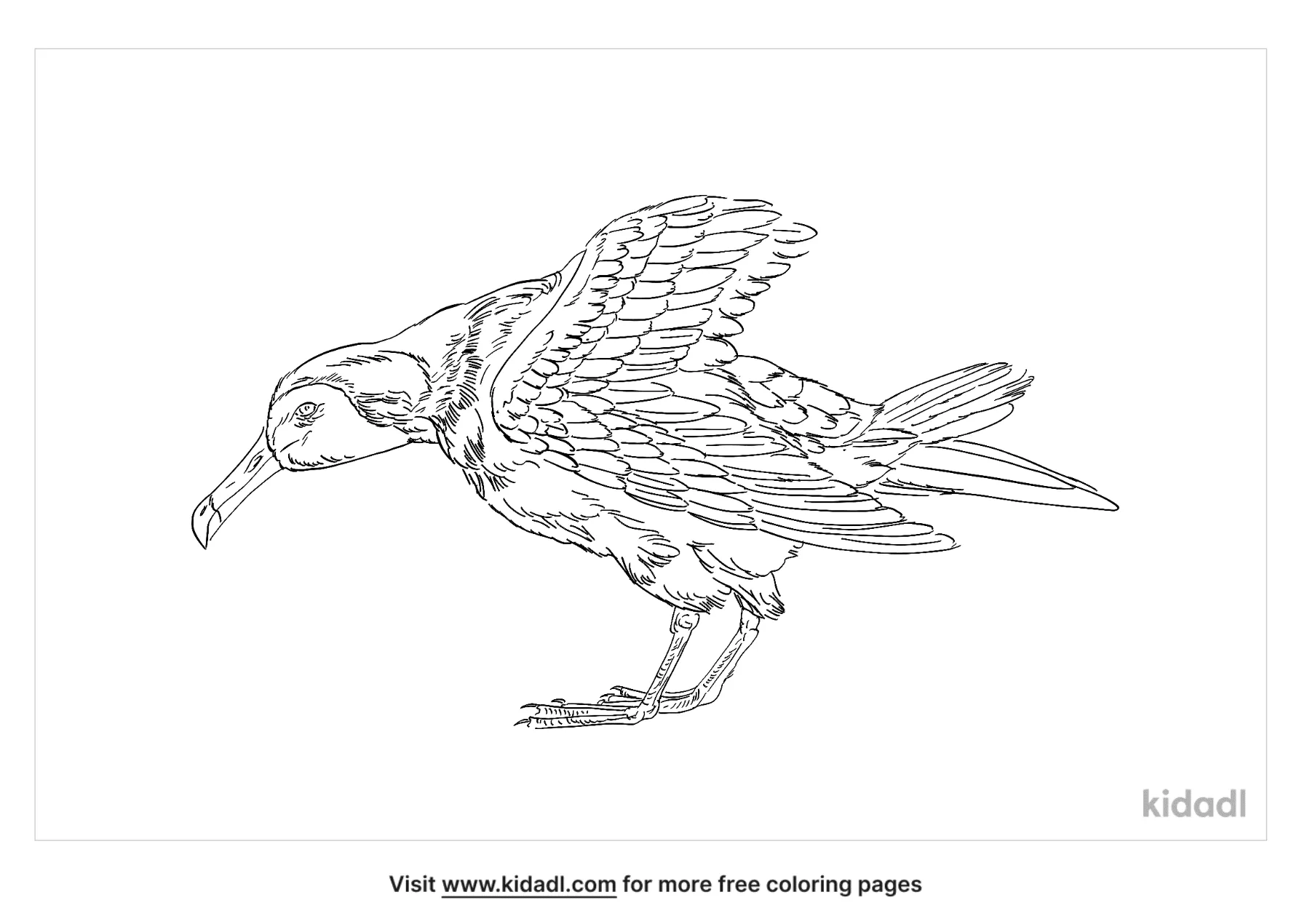 Amsterdam Albatross Coloring Page   Free Birds Coloring Page   Kidadl