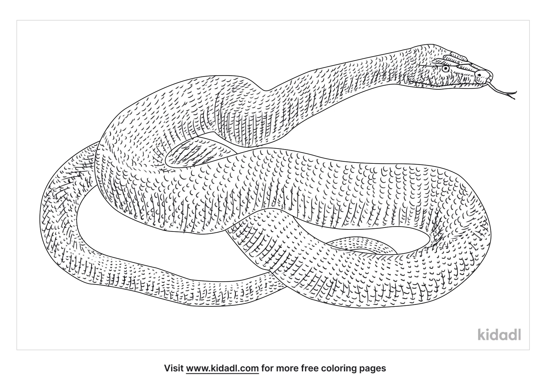 Anaconda Snake Coloring Page
