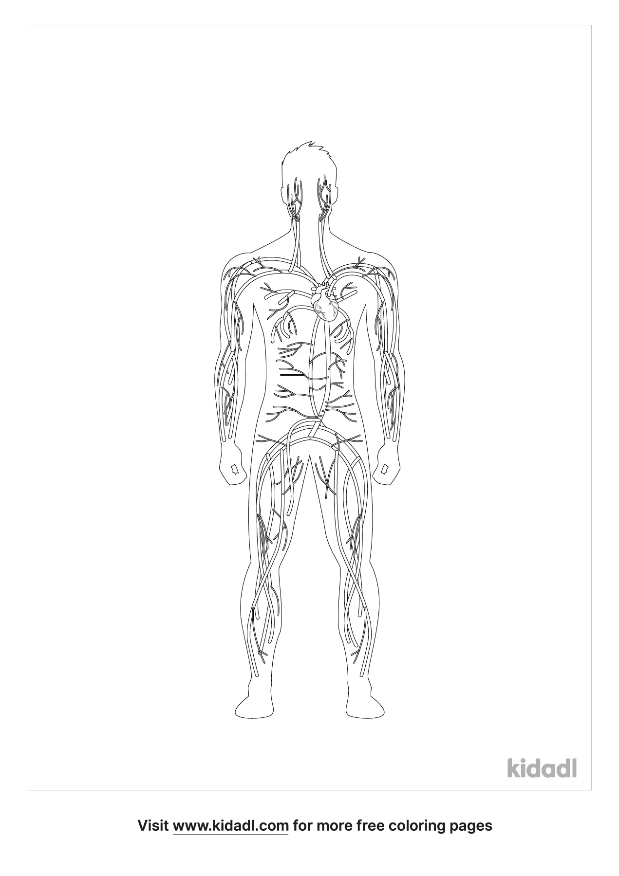 Free Anatomy Artery Coloring Page | Coloring Page Printables | Kidadl