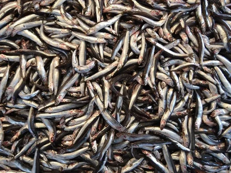Are you enjoying these interesting anchovy facts?
