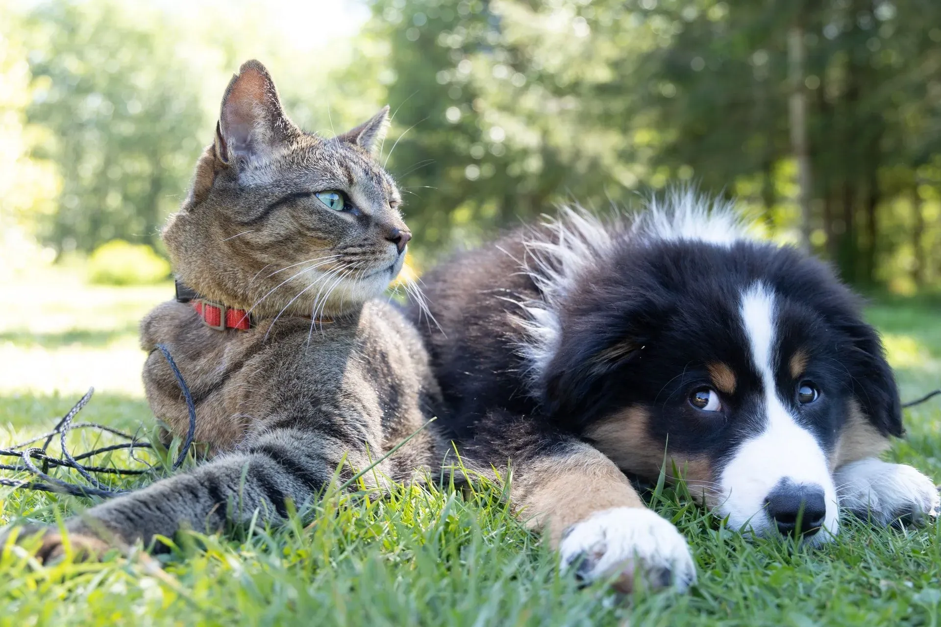 It is a cat and a dog reflecting upon their bittersweet relationship.