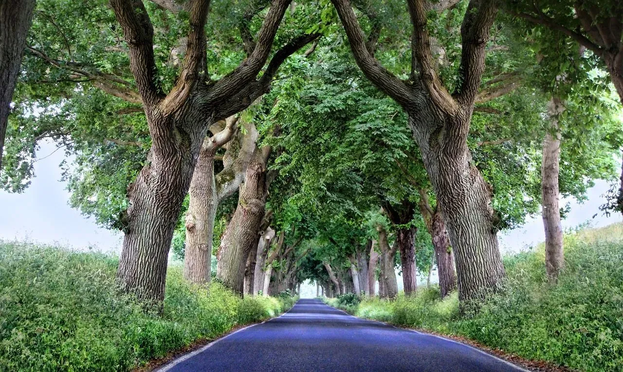 Animals and plants residing in a forest canopy are adapted to life in trees.