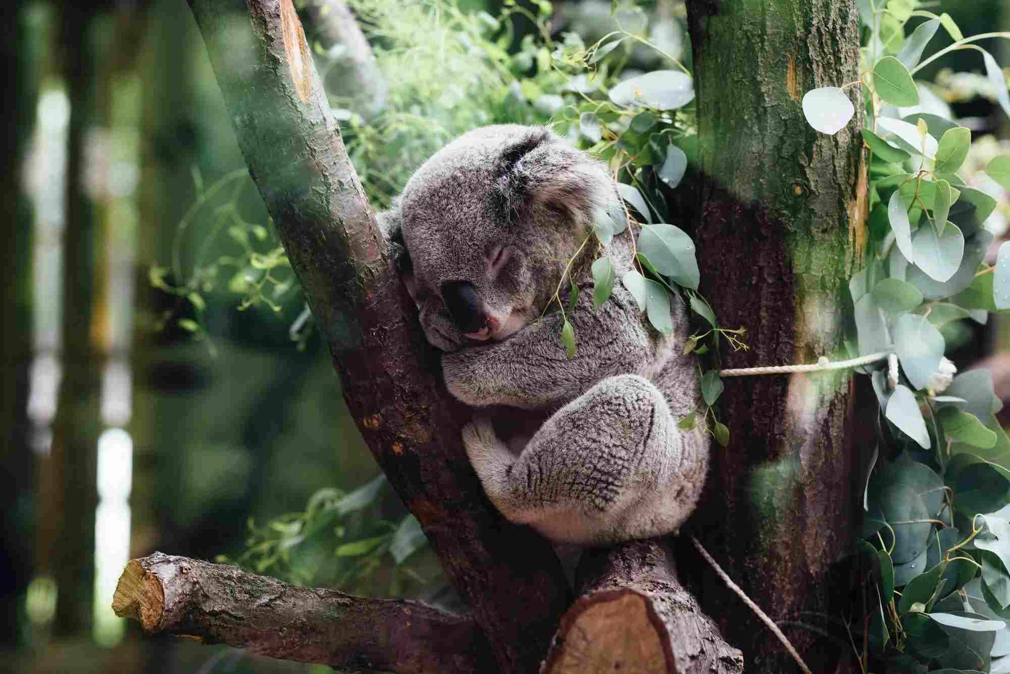 Tree-rific Creatures: Animals That Live In Trees And Why | Kidadl