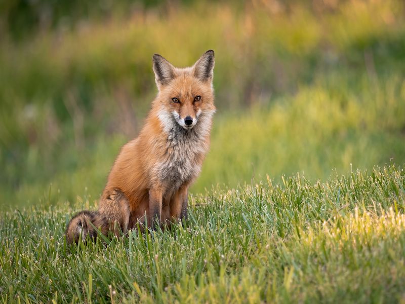 Portrait of a red fox.