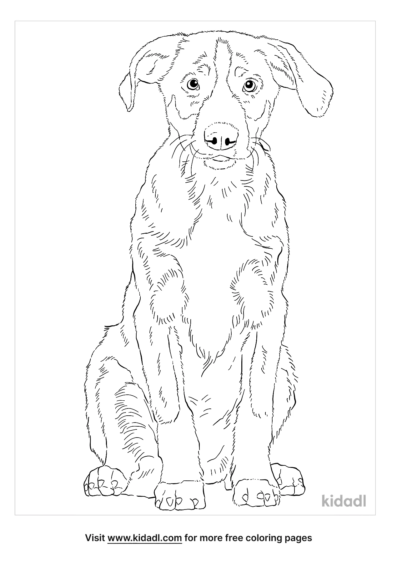 Appenzeller Sennenhund Coloring Page