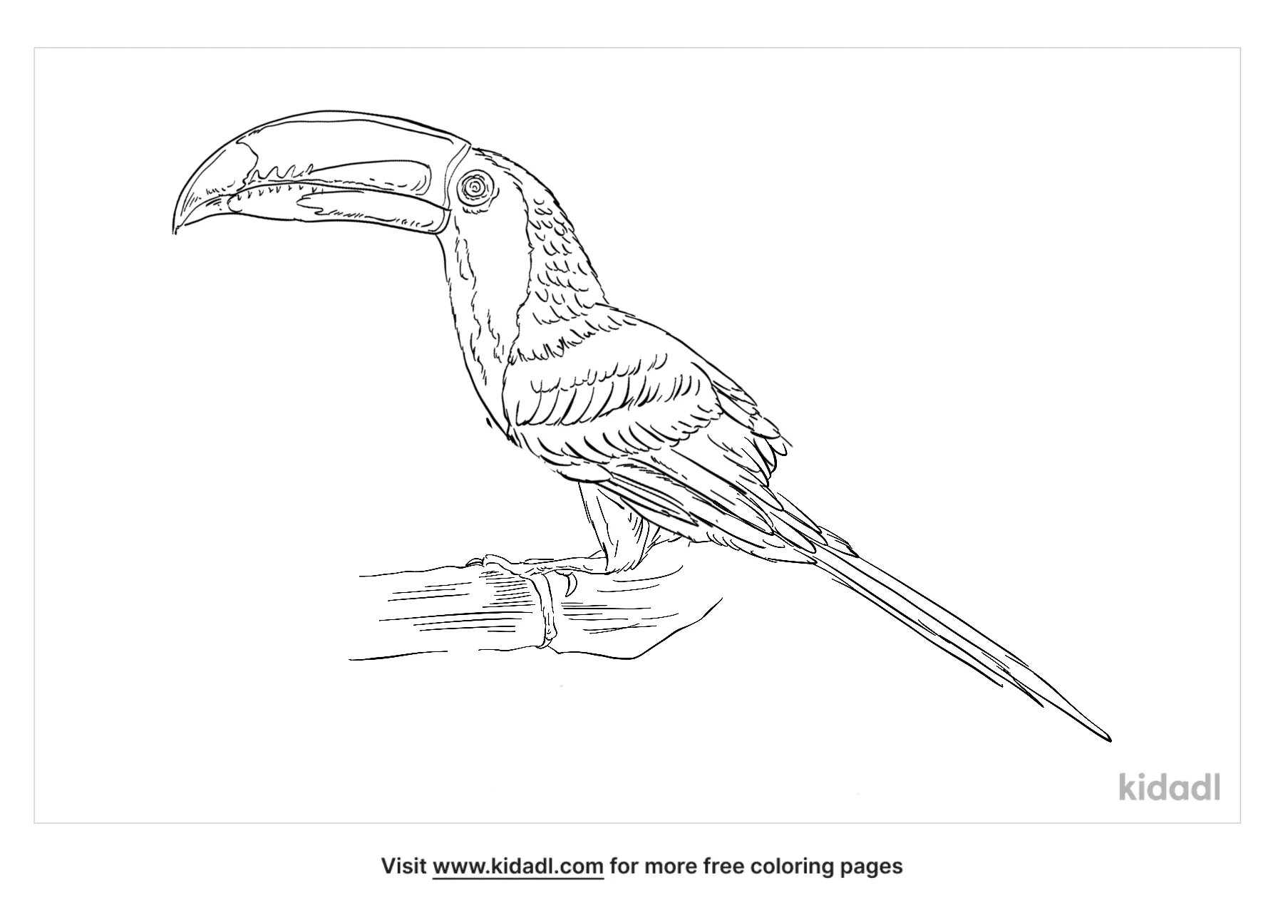 Aracari Bird Coloring Page