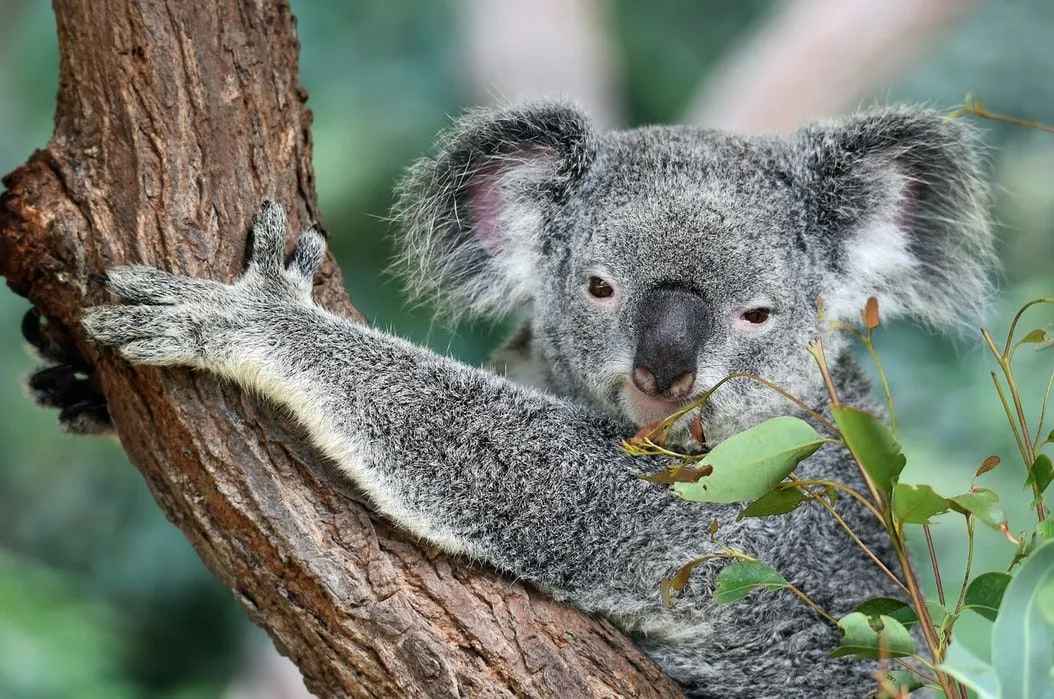 Fun Koala Facts For Kids | Kidadl